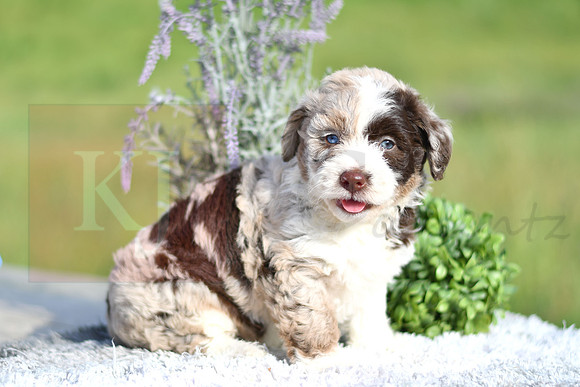Molly_F_4903_Aussiedoodle-1234