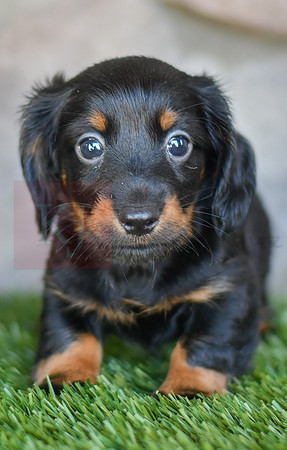 Stanton_M_0590_Mini Dachshund-2