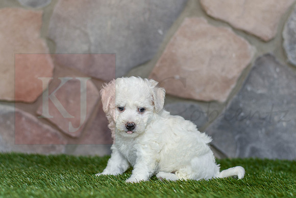 Joy_F_0583_Bichon-3