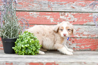 Eddie_M_Australian Shepherd-3