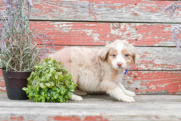 Eddie_M_Australian Shepherd-3