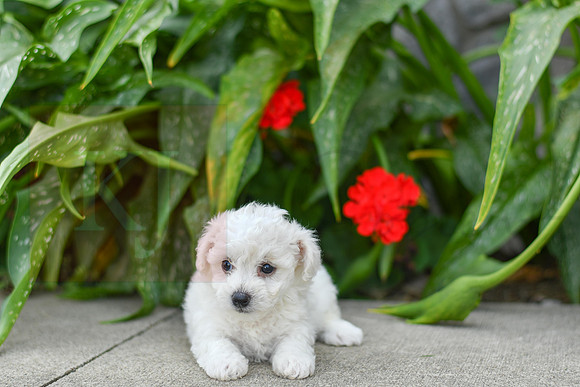 Parker_F_0585_Bichon-1