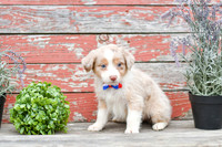 Eddie_M_Australian Shepherd-1