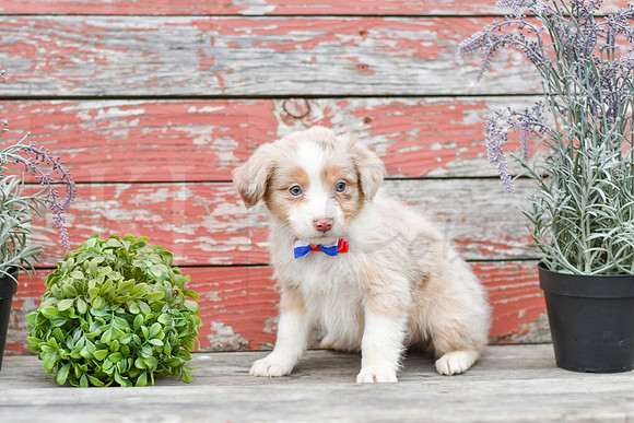 Eddie_M_Australian Shepherd-1