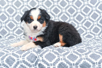 Gavin_M_5785_Australian Shepherd-2