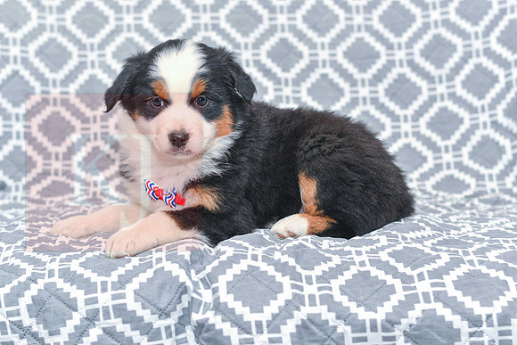 Gavin_M_5785_Australian Shepherd-2