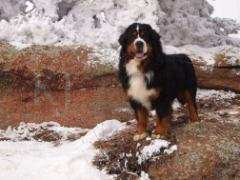 Hemi_M_AKC_95#_