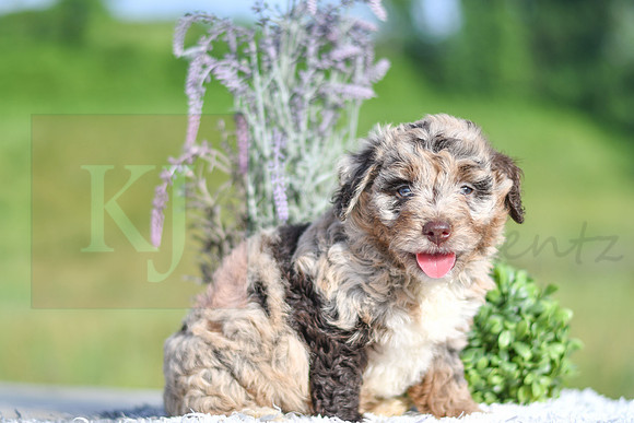 Maci_F_4904_Aussiedoodle-1220