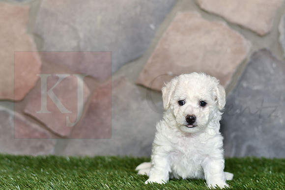 Joy_F_0583_Bichon-1