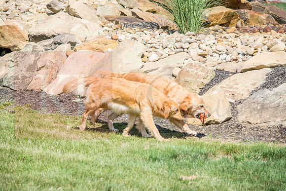 160916_QuailCreek Kennel_167