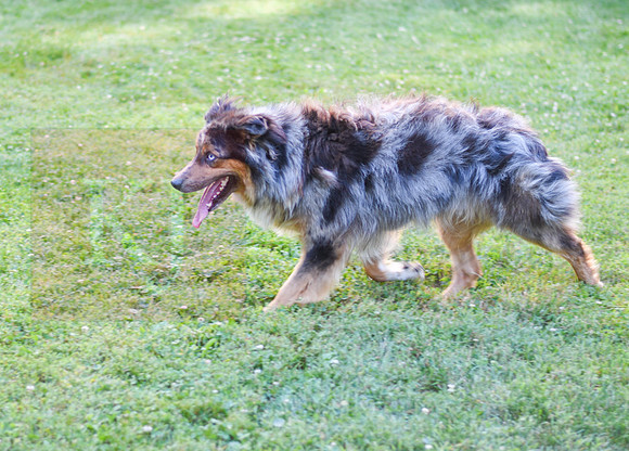 Sparky_M_Aussie_40#-2