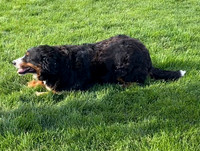 Shelia_F_Bernese Mt Dog_75#