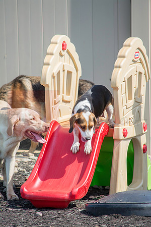 160916_QuailCreek Kennel_175