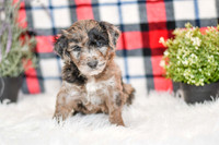 Ocean_M_0058_Aussiedoodle-7246