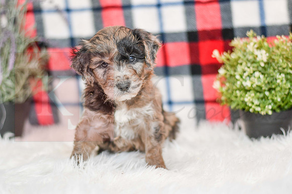 Ocean_M_0058_Aussiedoodle-7246