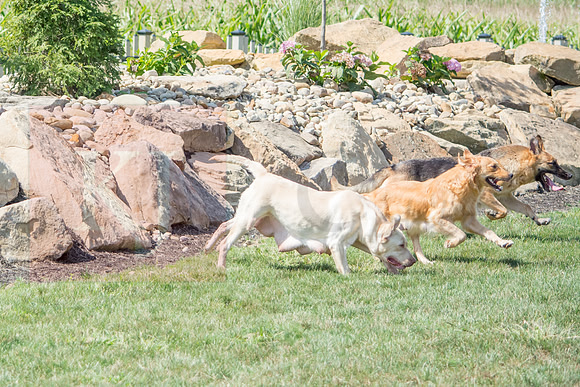 160916_QuailCreek Kennel_187