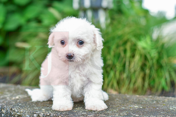 Riley_F_0582_Bichon-1