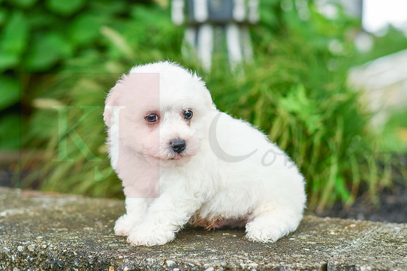 Ruger_M_0581_Bichon-4