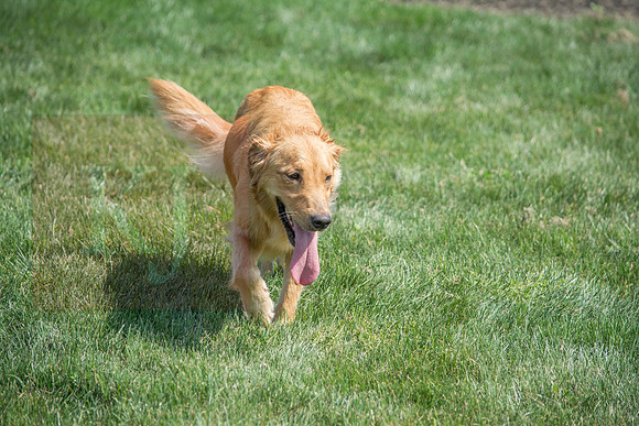 160916_QuailCreek Kennel_170