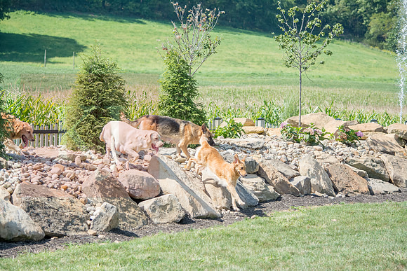 160916_QuailCreek Kennel_185