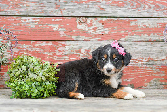Eve_F_Australian Shepherd-2