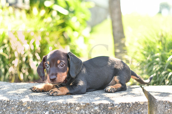 Zachery_M_0589_Mini Dachshund-2