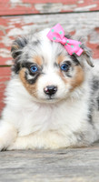 Easter_F_Australian Shepherd-2