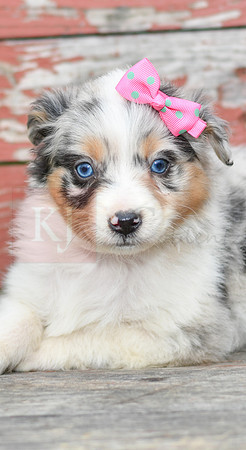Easter_F_Australian Shepherd-2