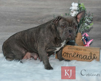 Candy_F_AKC_25#_Frenchie-6579