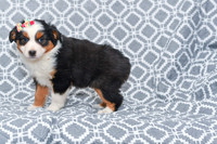 Georgia_F_5787_Australian Shepherd-1