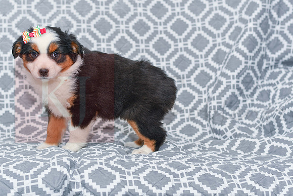 Georgia_F_5787_Australian Shepherd-1