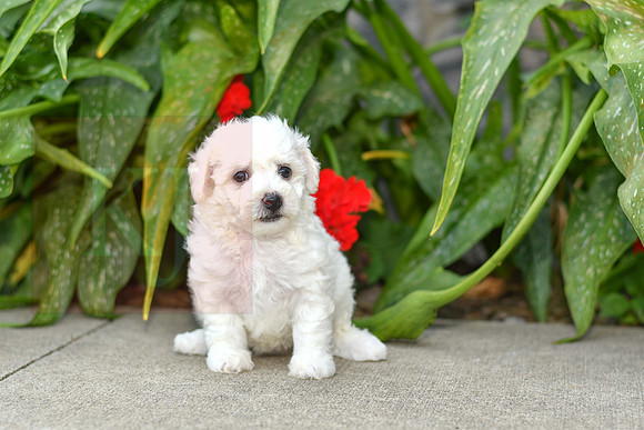 Pearl_F_0583_Bichon-1