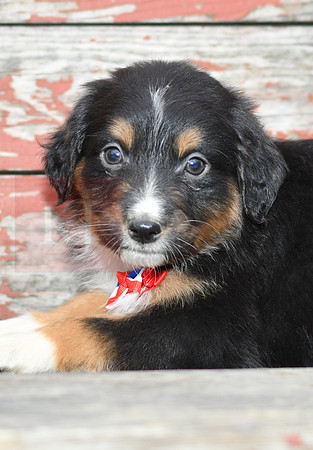 Estras_M_Australian Shepherd-2