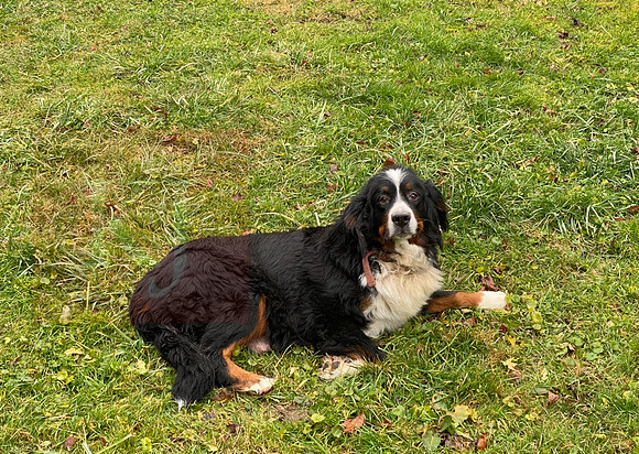 Candy_F_Bernese Mt Dog