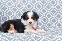 Gavin_M_5785_Australian Shepherd-4
