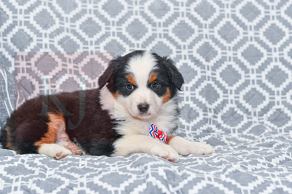 Gavin_M_5785_Australian Shepherd-4