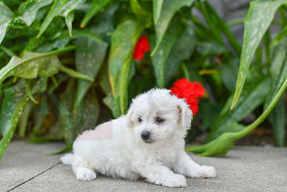 Parker_F_0585_Bichon-2