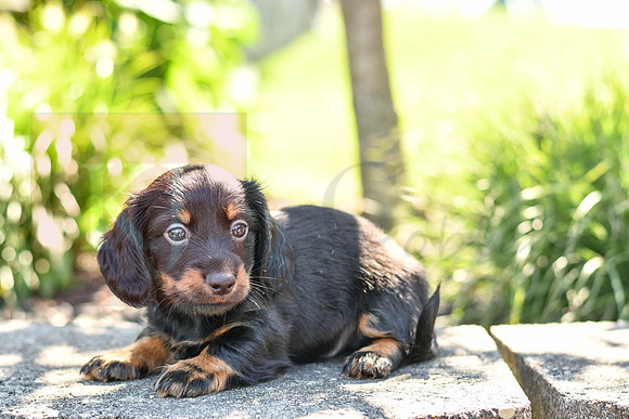 Zander_M_0590_Mini Dachshund-2