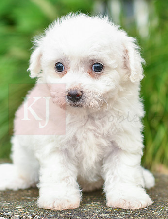 Riley_F_0582_Bichon-2