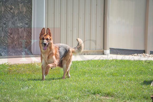 160916_QuailCreek Kennel_137