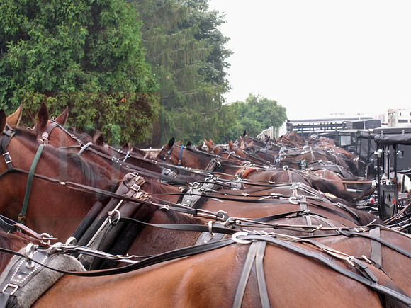 How Many Horses?