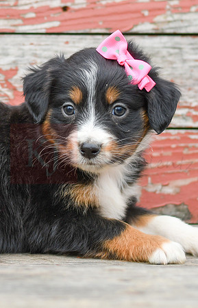 Eve_F_Australian Shepherd-3