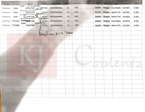 07.27.23 Mini Dachshund Sell Sheet