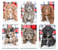12.06.21 Aussiedoodles Litter Photo
