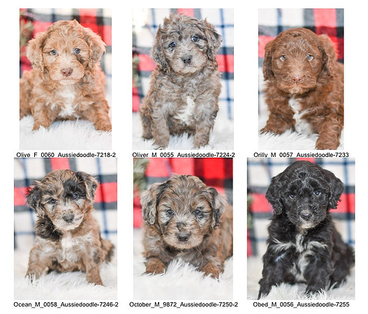 12.06.21 Aussiedoodles Litter Photo