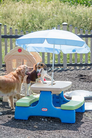 160916_QuailCreek Kennel_188
