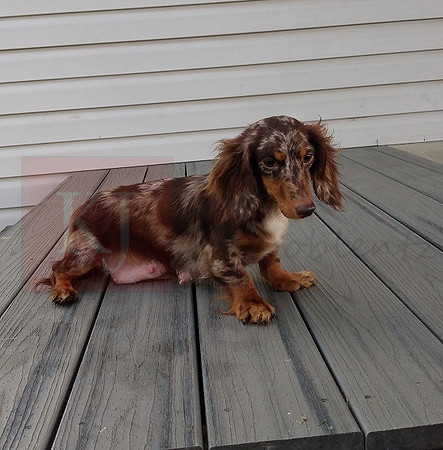 Dixie