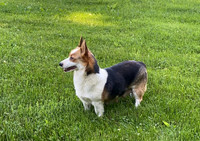 Fonzi_F_Welsh Corgi_25#_ACA