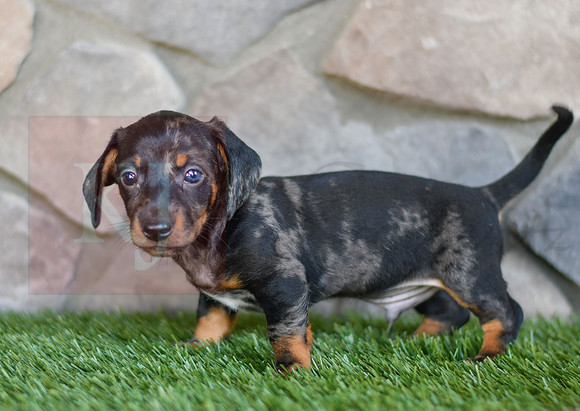 Shepherd_M_0588_Mini Dachshund-2