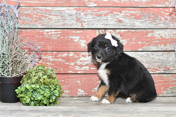 Emma_F_Australian Shepherd-1
